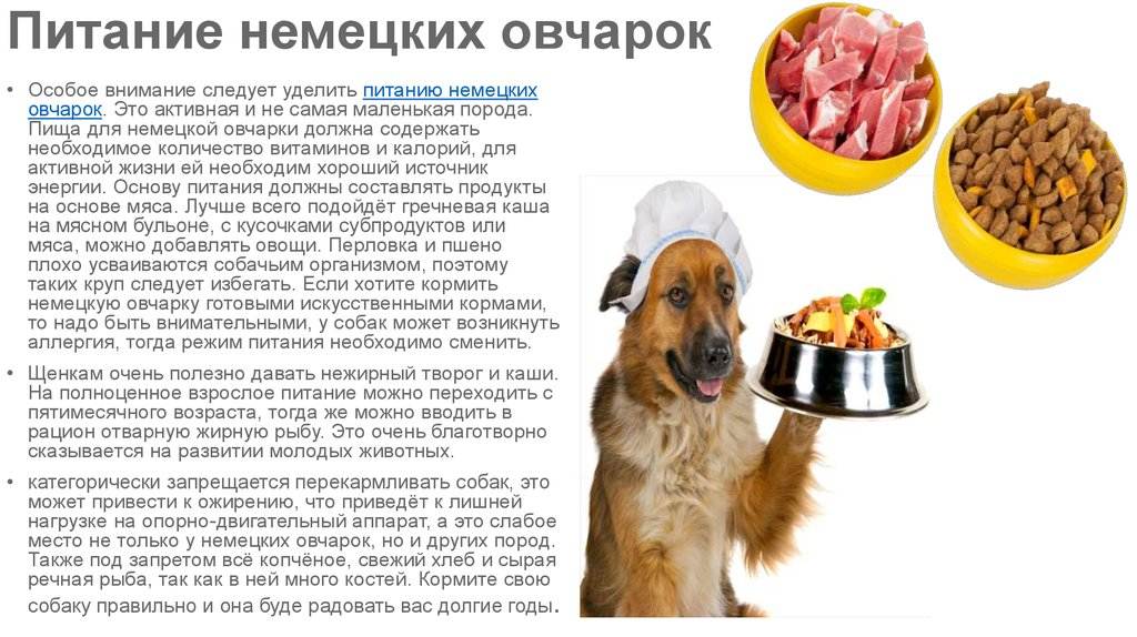Как кормить немецкую овчарку, что едят, какие продукты давать, рацион питания щенка и взрослой собаки