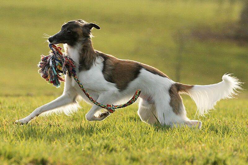 Шелковистый виндхаунд: описание породы собак с фото и видео