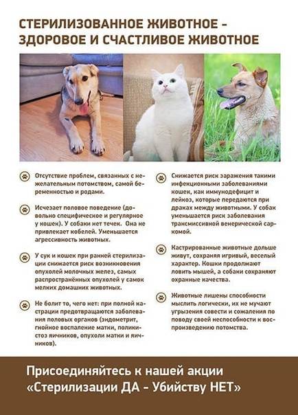 Стерилизация собаки – особенности, виды и нюансы процедуры