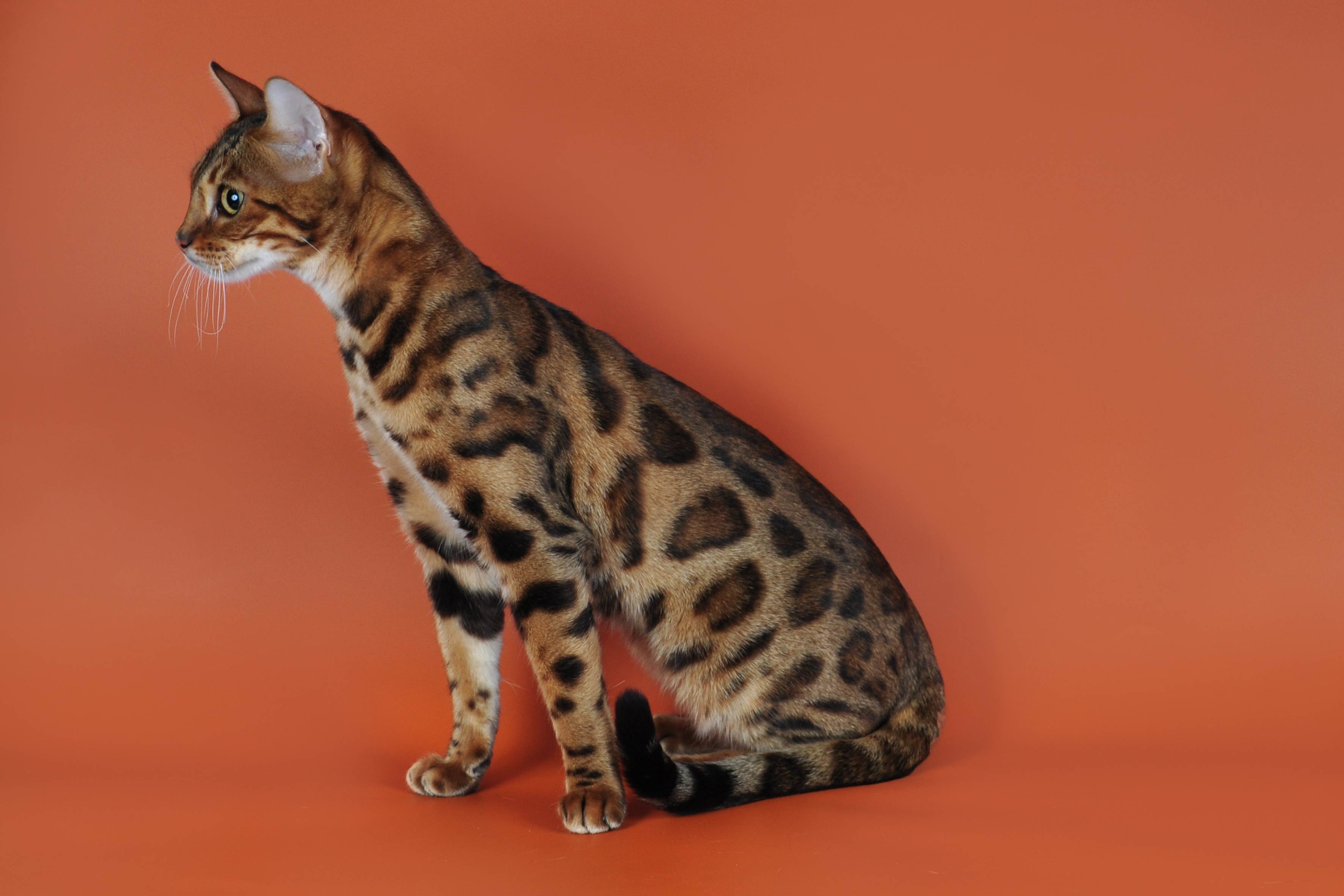 Топ 6 пород кошек с пятнистым окрасом - названия, описание и фото