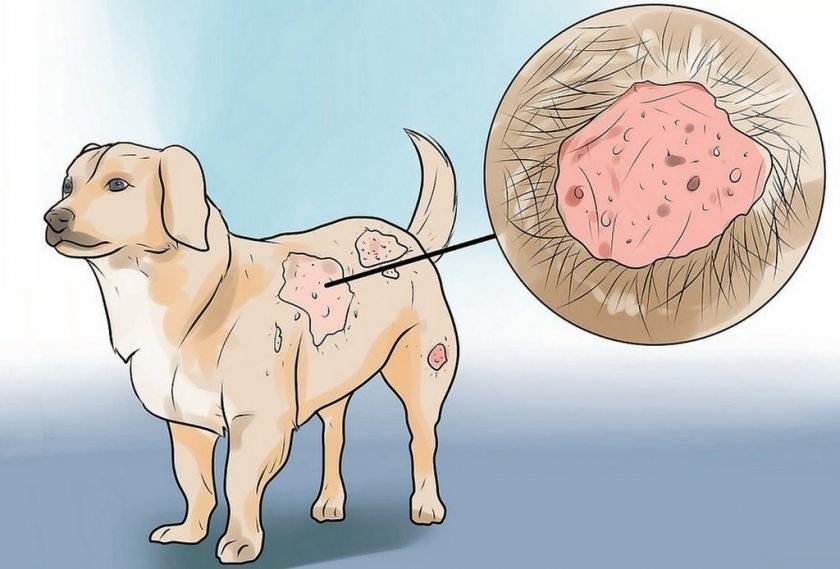 Экзема у собак: причины и лечение