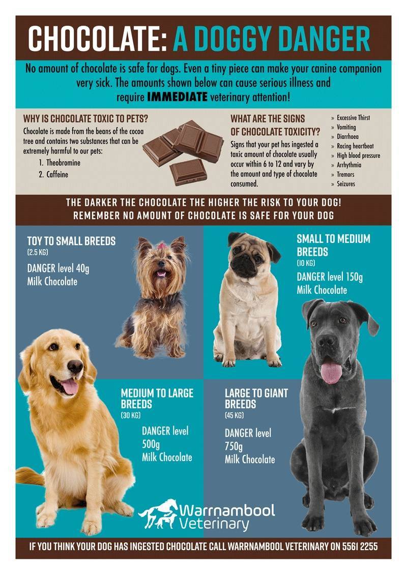 Шоколад яд для собак,опасная доза, какие правильные угощения