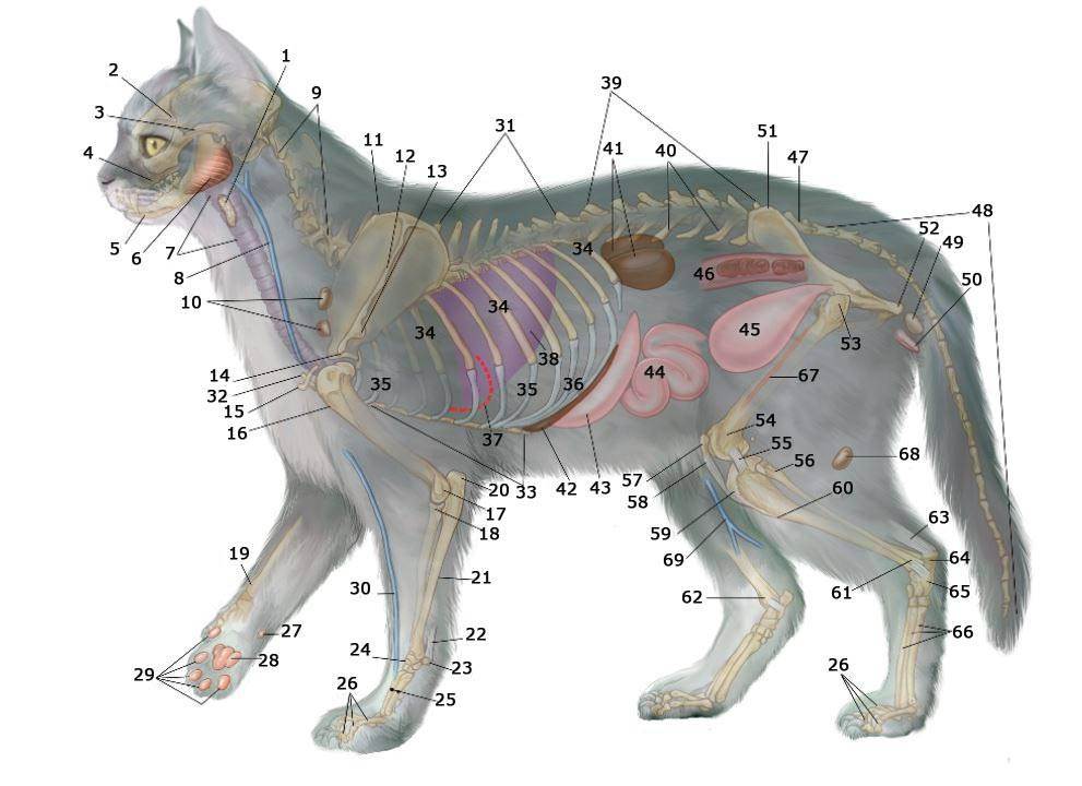 Строение лапок. Строение кота сбоку. Кости задней лапы кошки анатомия. Анатомия кошки органы. Скакательный сустав у кошек анатомия.