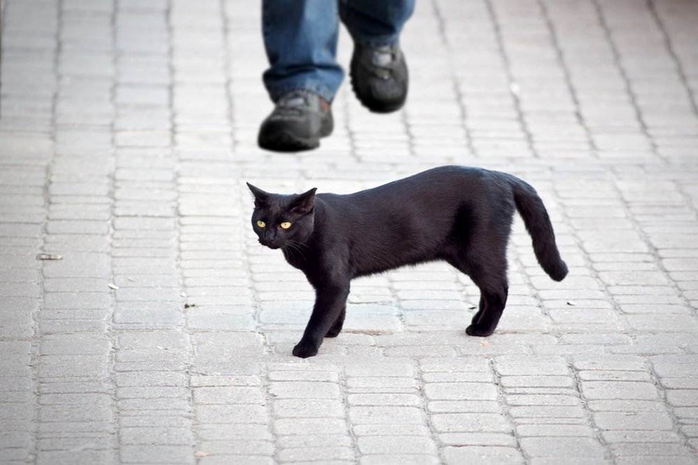 Черная кошка: приметы и суеверия
черная кошка: приметы и суеверия