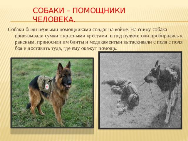 Как приучить взрослую собаку к поводку и ошейнику | dogkind.ru
