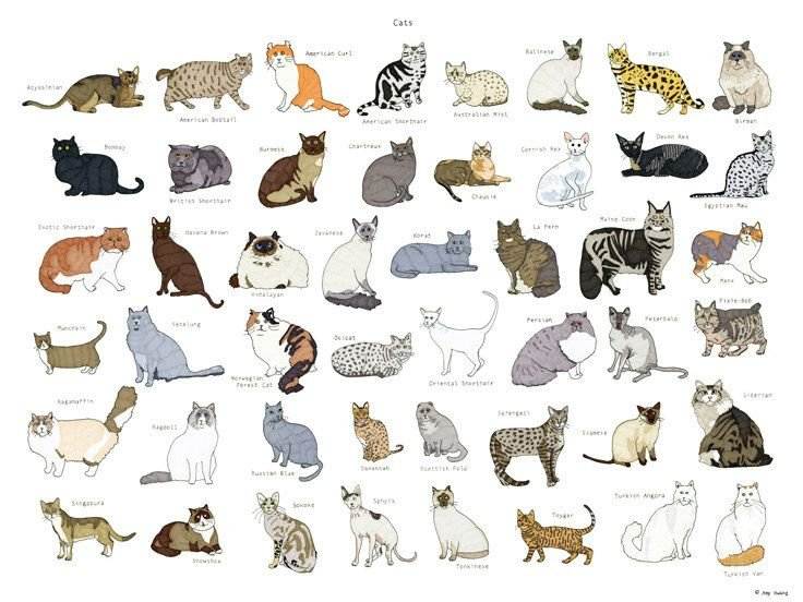 Как определить породу кошки что можно узнать по окрасу и размеру питомца? - окружающий мир вокруг нас