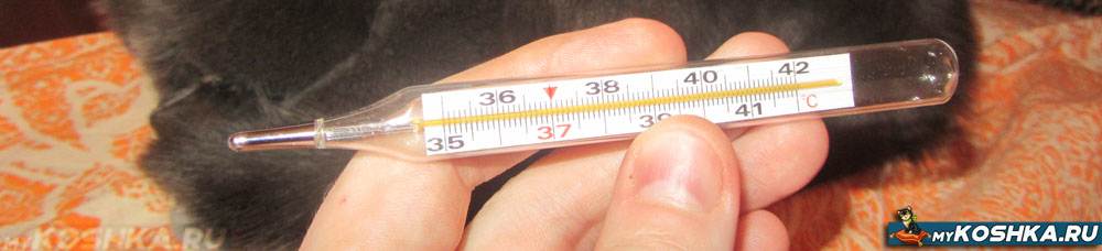 Измерение температуры тела у животных