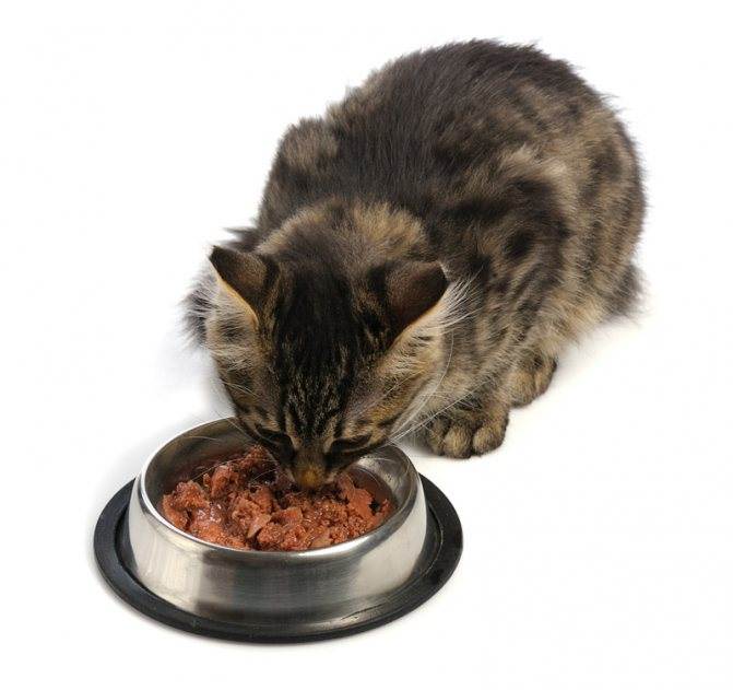 Что делать, если кошка стала плохо есть корм — сухой или влажный