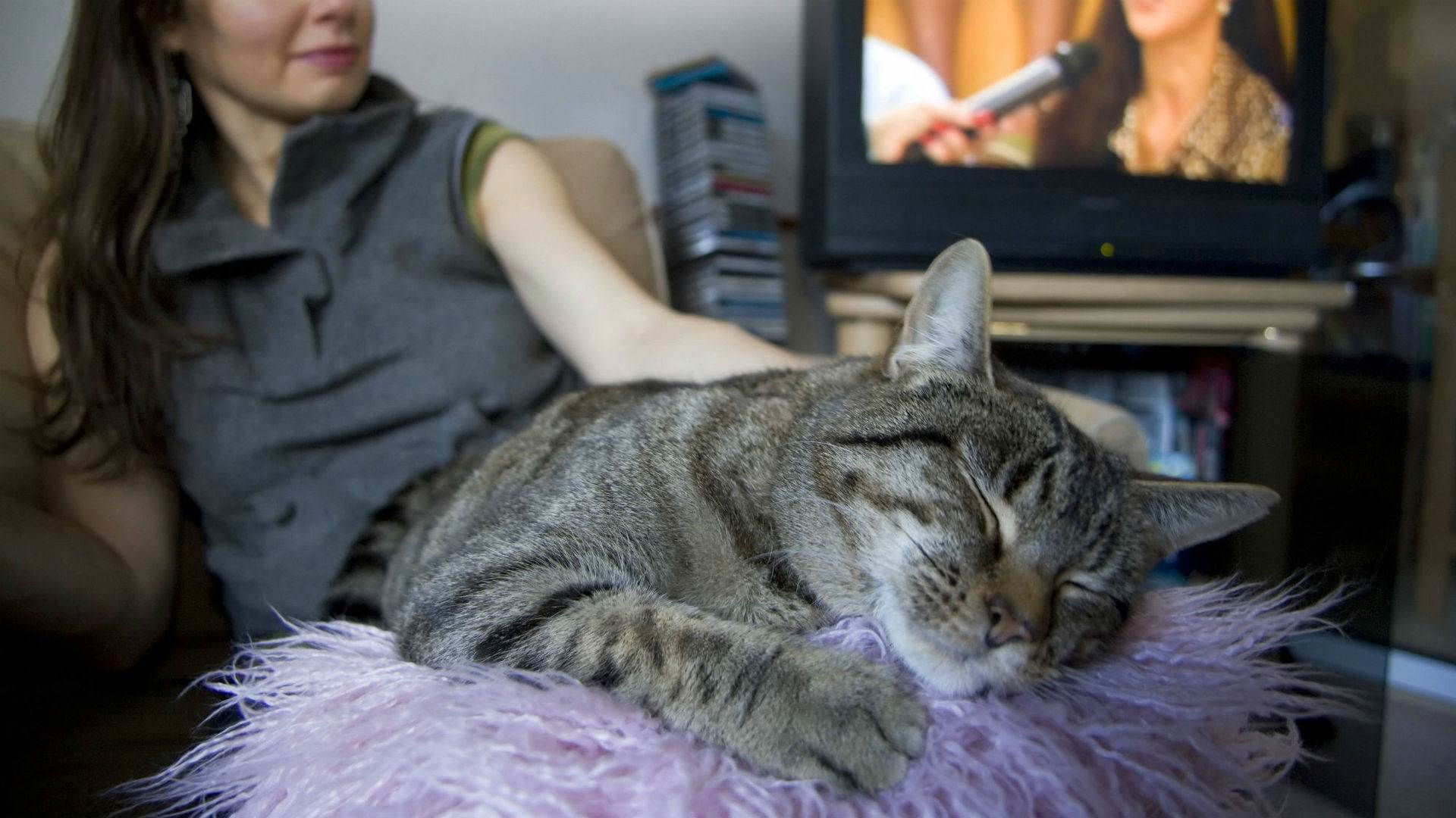 Почему некоторые кошки «разговорчивы» с хозяевами, а некоторые молчаливы - gafki.ru