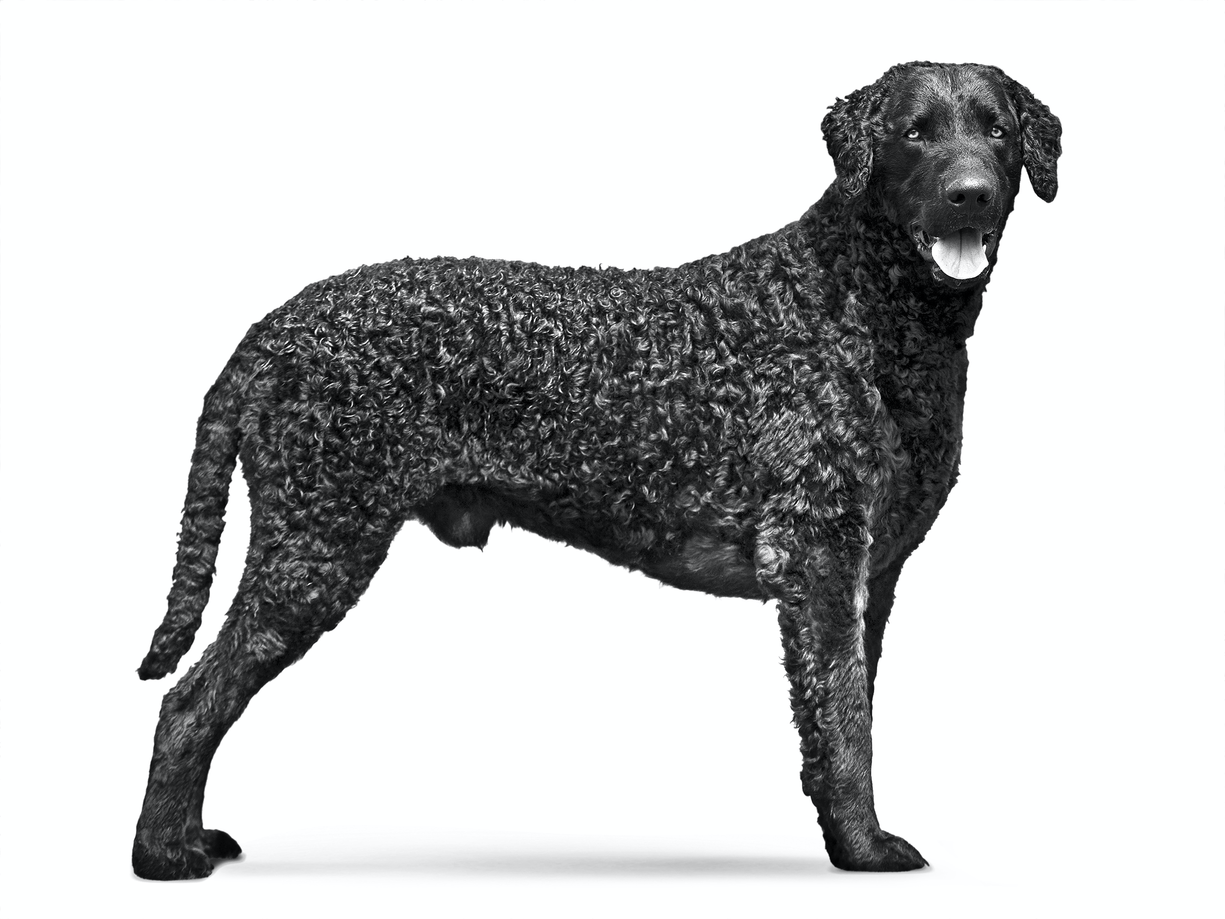 Порода собак курчавошерстный ретривер и ее характеристики с фото