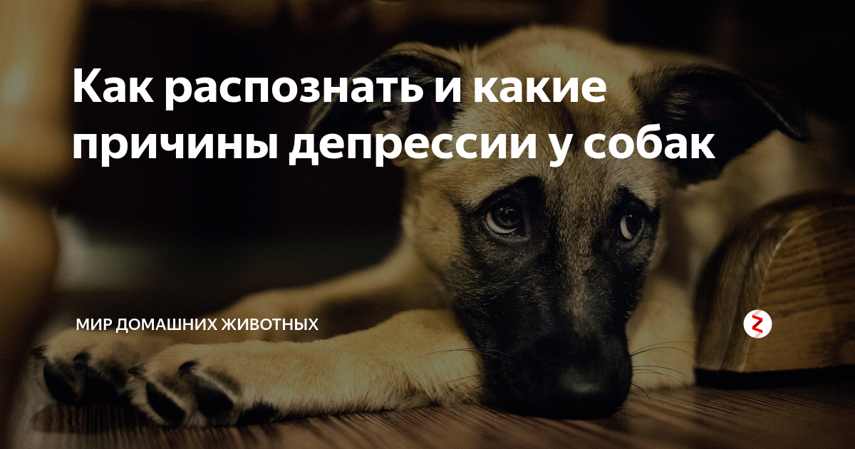 Нейротоксикозы собак и кошек