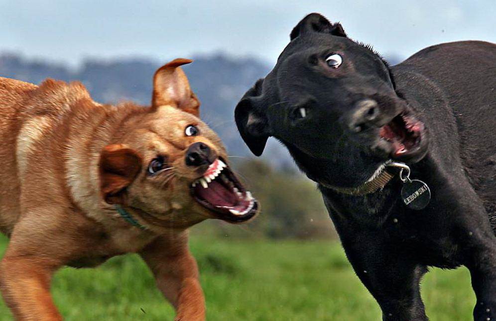 Самая злая собака в мире — фото и описание