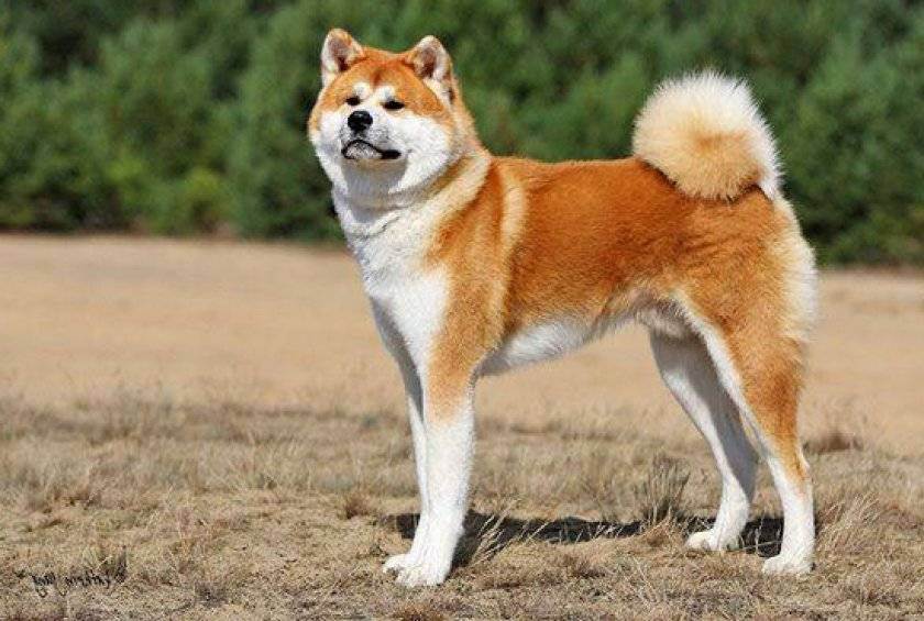 Японская порода собак акита ину: описание и характеристика, акита ину стандарт породы, сколько стоит и отзывы
