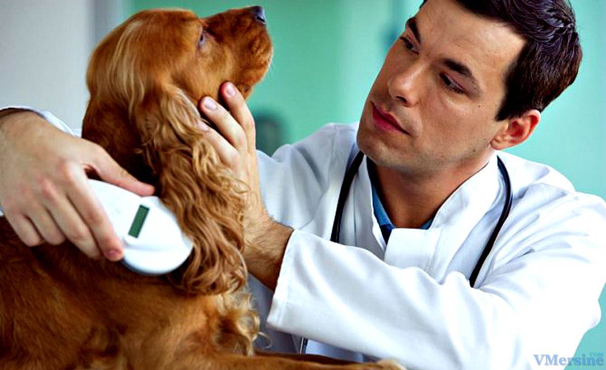 Зачем необходимо чипирование собак и как проводят процедуру?