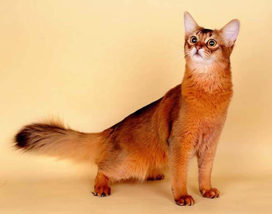 Сомалийская кошка – описание породы, как выглядит?