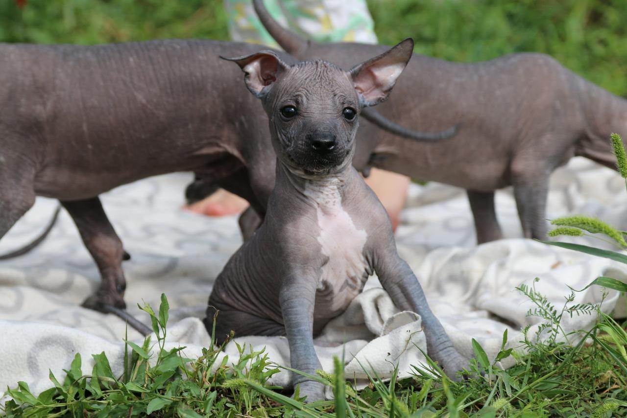 Мексиканская лысая собака породы ксолоитцкуинтли: стандарт, описание, внешность