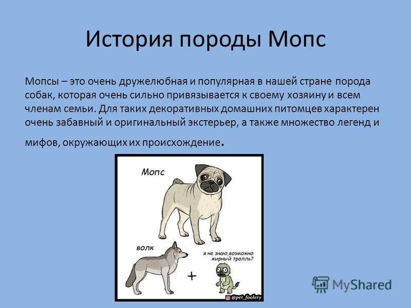ᐉ как ухаживать за мопсом: полезные советы - ➡ motildazoo.ru