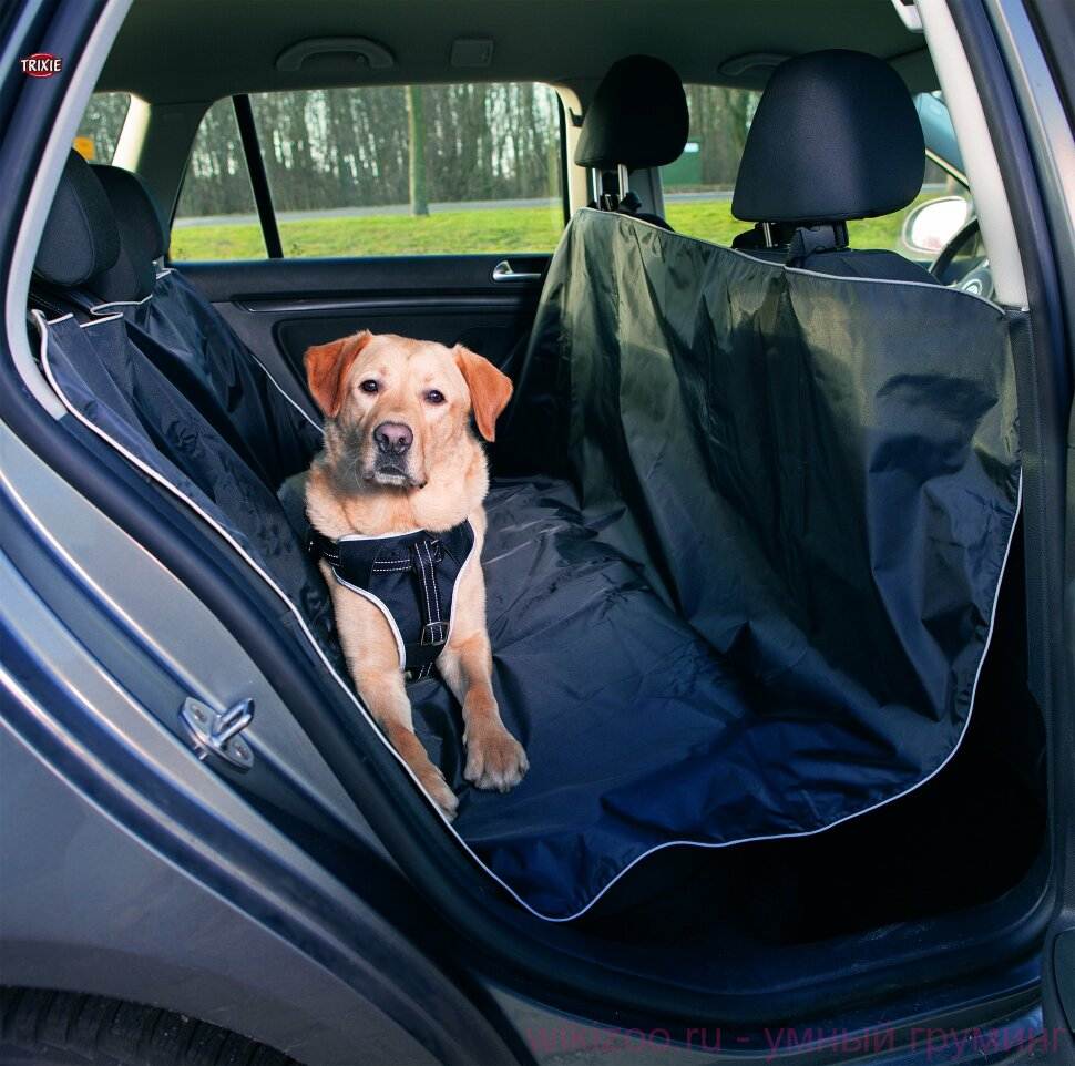 Основные правила, как организовать перевозку собаки в автомобиле
