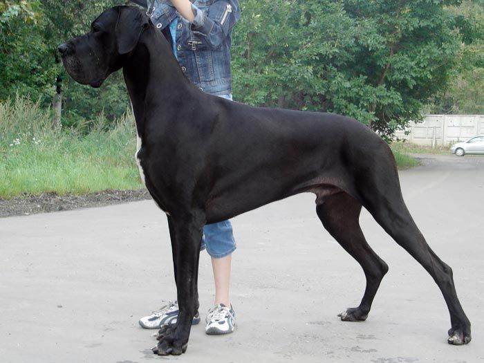 Немецкий дог: фото собаки, описание и характер породы