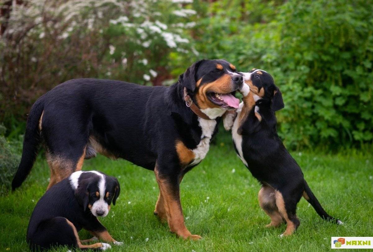 Большой швейцарский зенненхунд: подробное описание собаки. 110 фото и видео советы владельцев