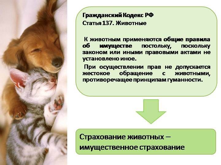 Какие виды страхования домашних животных распространены в россии и почему порой так сложно застраховать любимого питомца