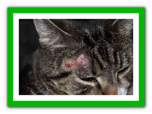 Лишай у кошек: фото, признаки и лечение опасного заболевания