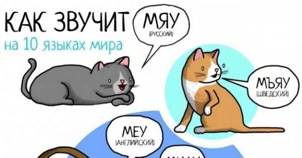 Краткий курс кошачьего языка. урок 2: мяу