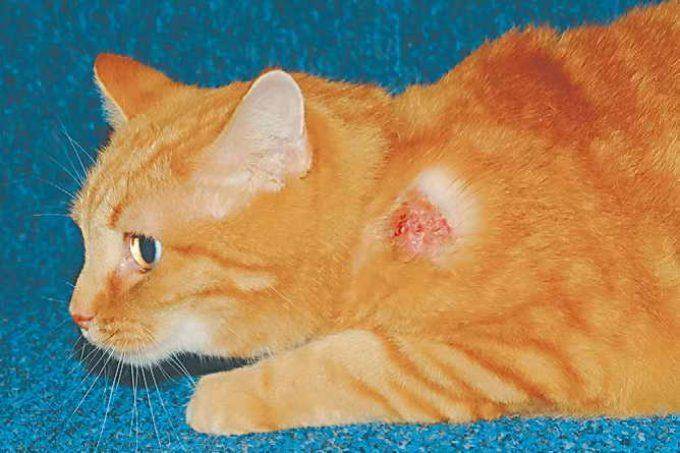 Эозинофильная гранулема у кошек: как лечить бляшки и индолентные язвы, образующиеся на теле животного