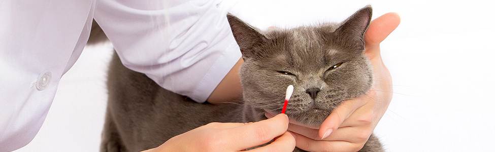 Гноятся глаза у кошек. что делать? все особенности лечения и профилактики болезней глаз у кошек
