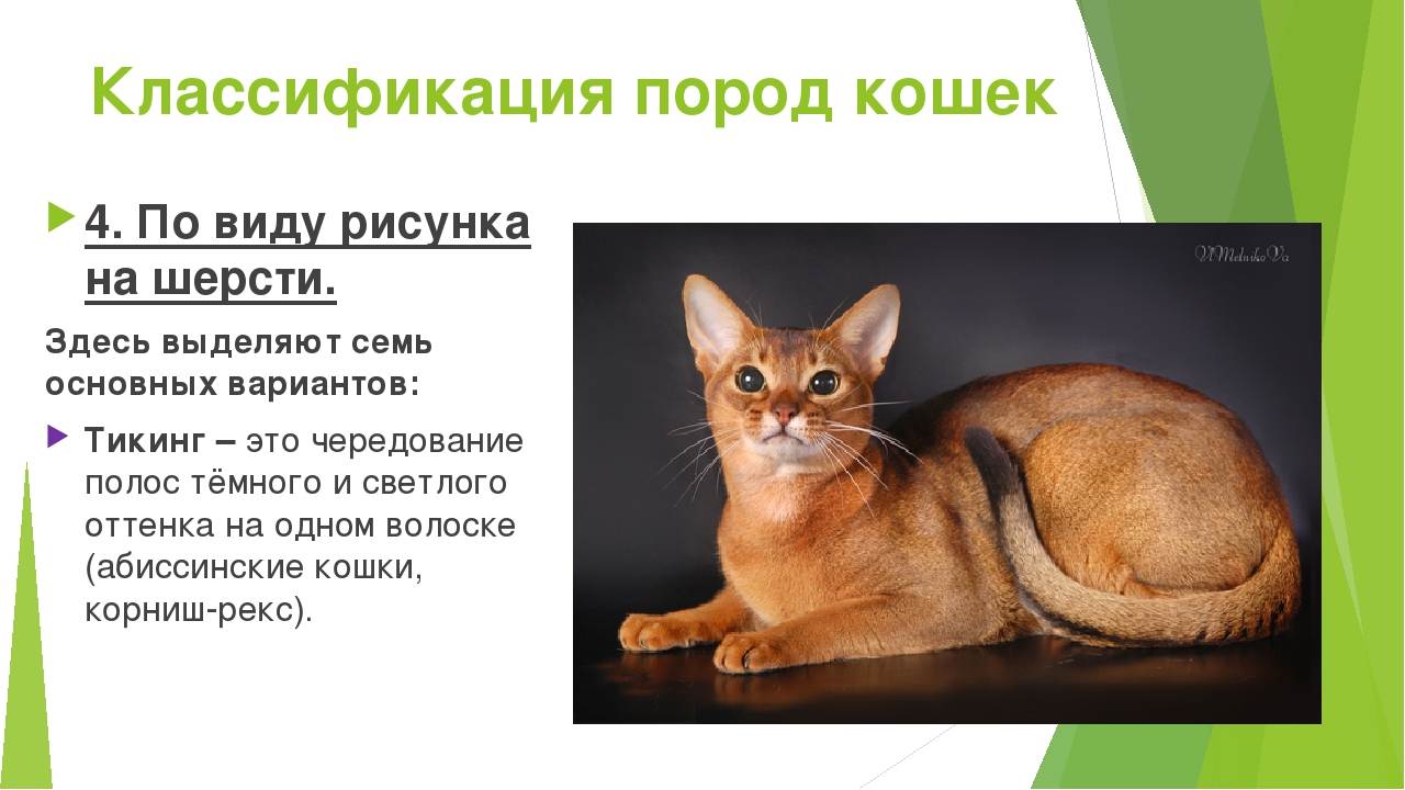 5 типов кошек. Классификация кошки. Систематика кошки домашней. Классификация кота домашнего. Систематика животных кошка.