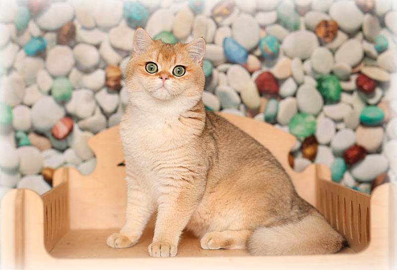 Кошка британская шиншилла: фото, описание породы и особенности характера