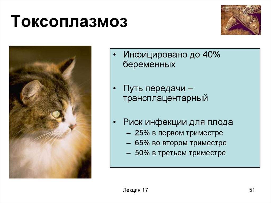 Как передается токсоплазмоз от кошки к человеку?