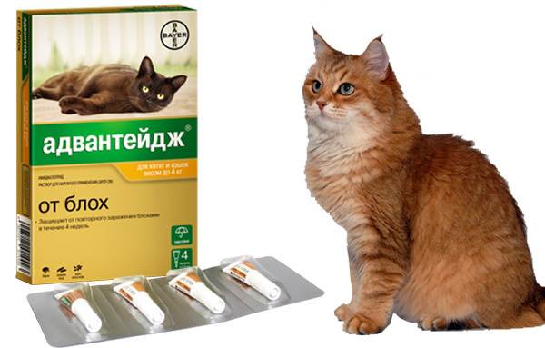 Адвантейдж для кошек: инструкция и отзывы о применении препарата