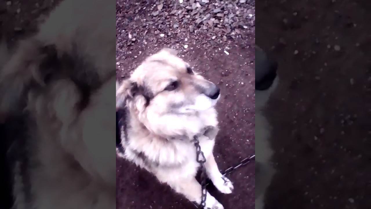 Как успокоить собаку во время грозы