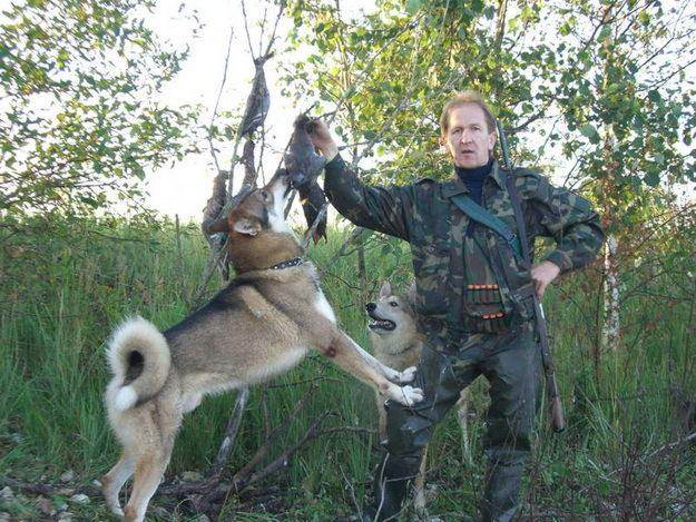 Особенности охоты с биглем. основные качества собаки и фото