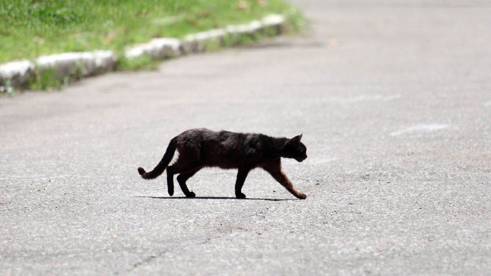 Приметы про черного кота