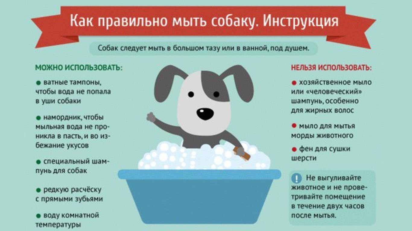 Как мыть собаку? советы по купанию собак в домашних условиях | royal groom