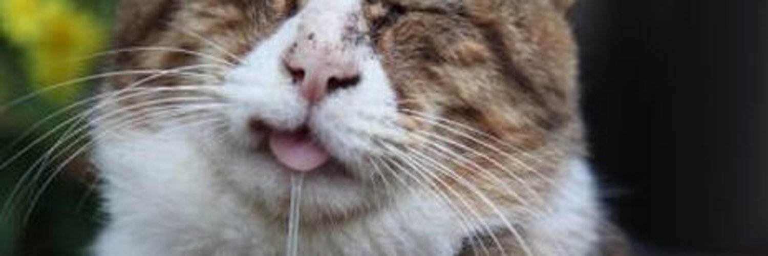 Почему у кота или кошки текут слюни изо рта | слюноотделение