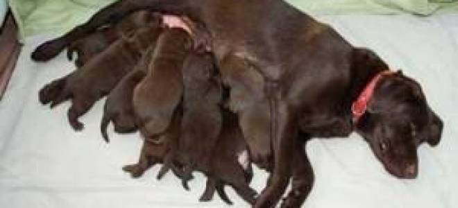 Как понять, что собака родила всех щенков: признаки окончания родов
