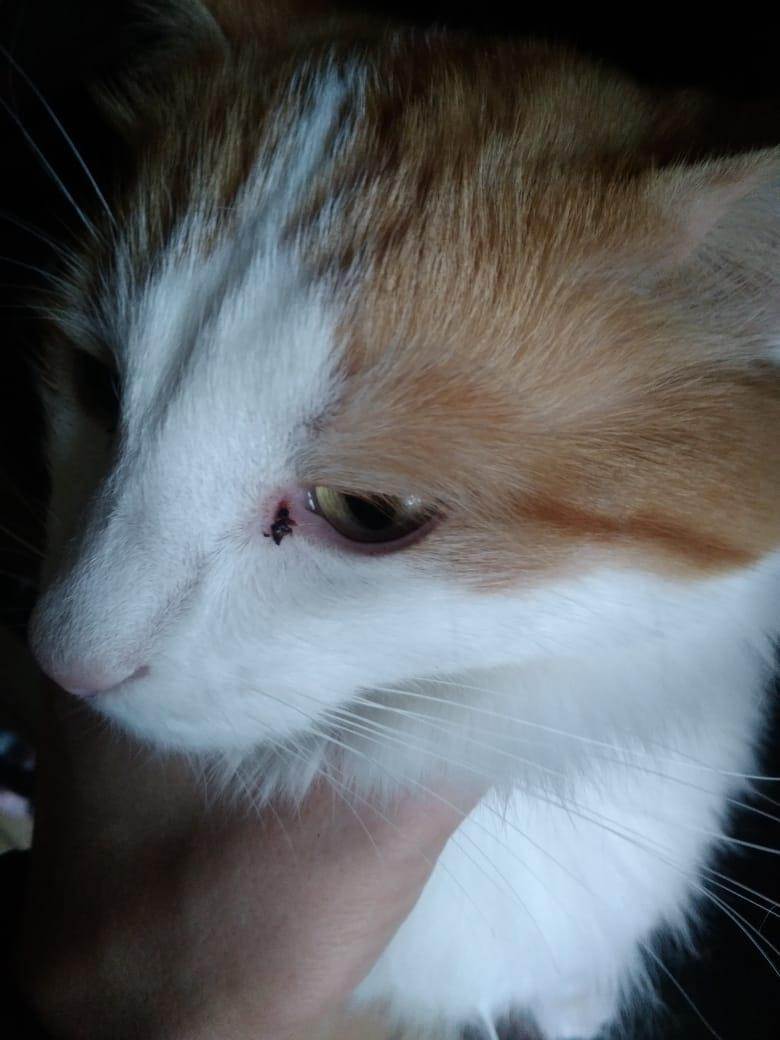 У кошки коричневые выделения из глаз - причины темных и кровяных слез