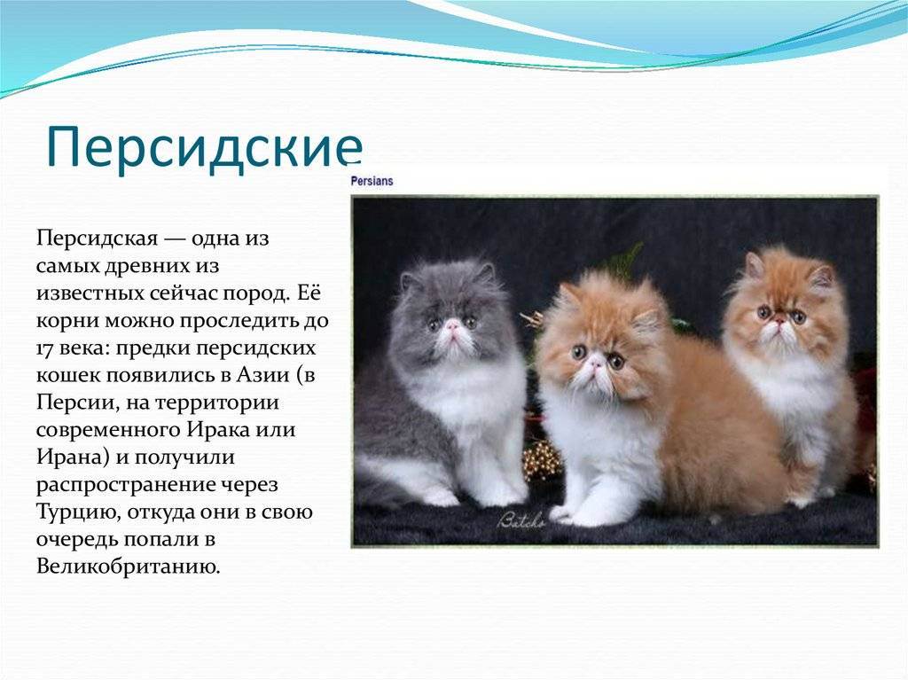 Персидская кошка - 90 фото вариантов описания и характер породы