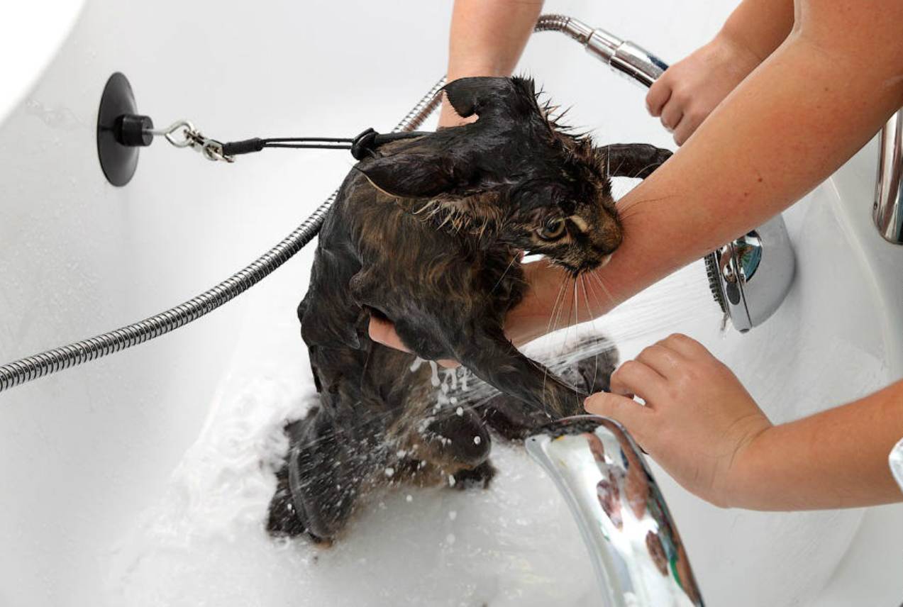 Как помыть кота — что понадобится для купания, инструкция