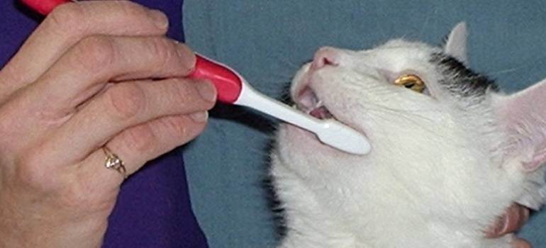 Что делать с неприятным запахом изо рта у кошки | муркоша