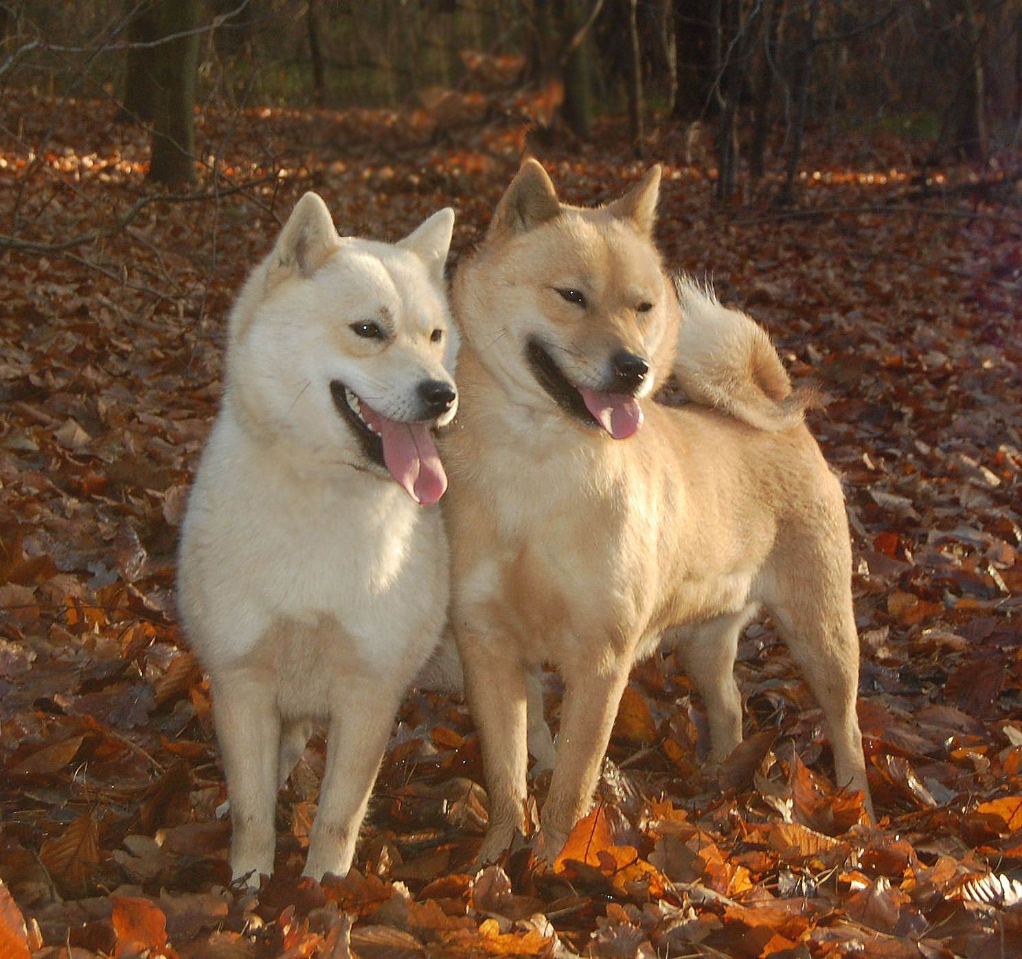 Японские собаки: породы, их описание и фото
