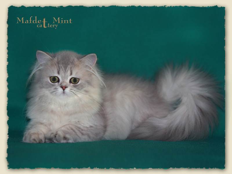 Хайленд-страйт фото шотландской прямоухой длинношерстной кошки