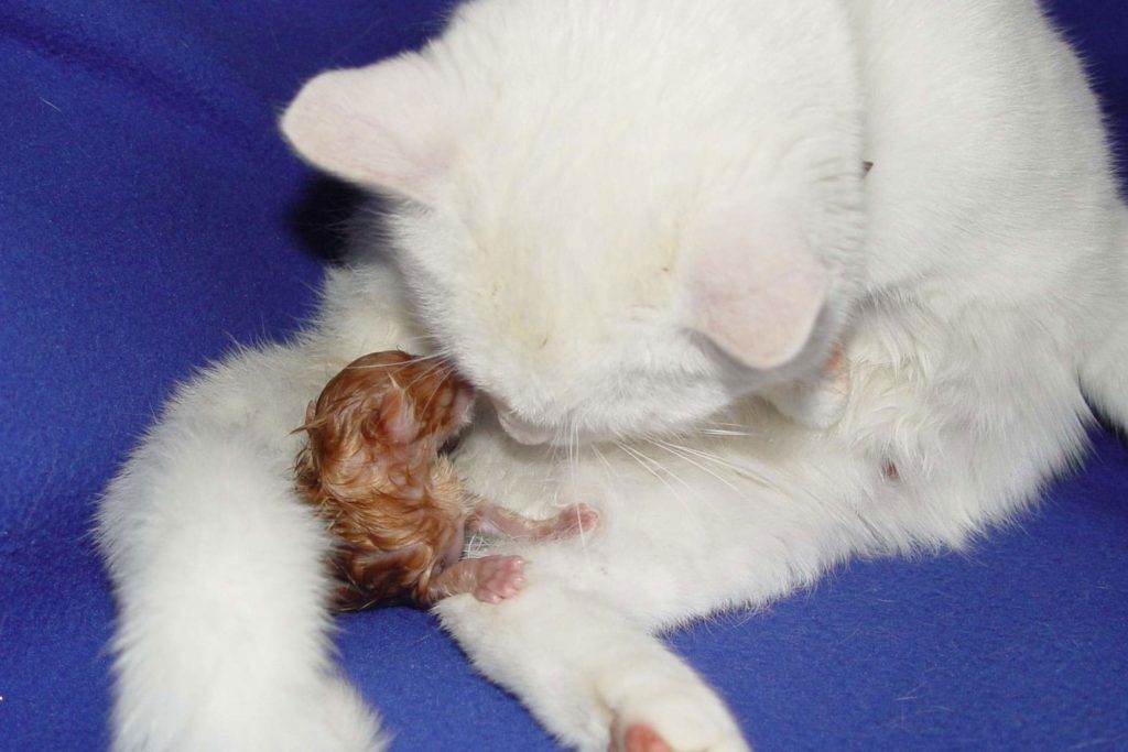 Роды у кошки: признаки, подготовка, уход после родов