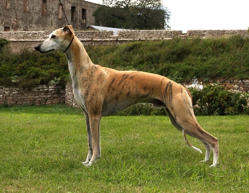 Собака малая английская борзая уиппет - описание породы, сколько живет грейхаунд бедняков