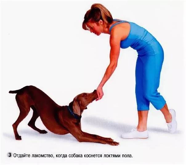 Как научить собаку команде «дай лапу»: 3 способа обучения, правила дрессировки и распространенные ошибки
