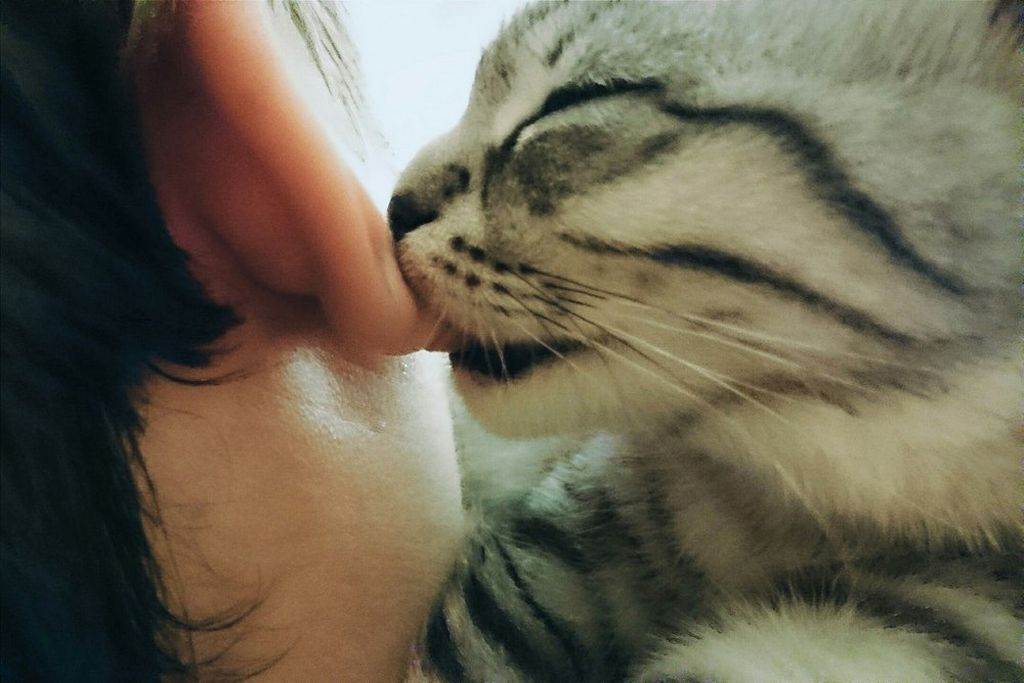 Почему нельзя целовать кошек и котов | в морду, в нос, видео
