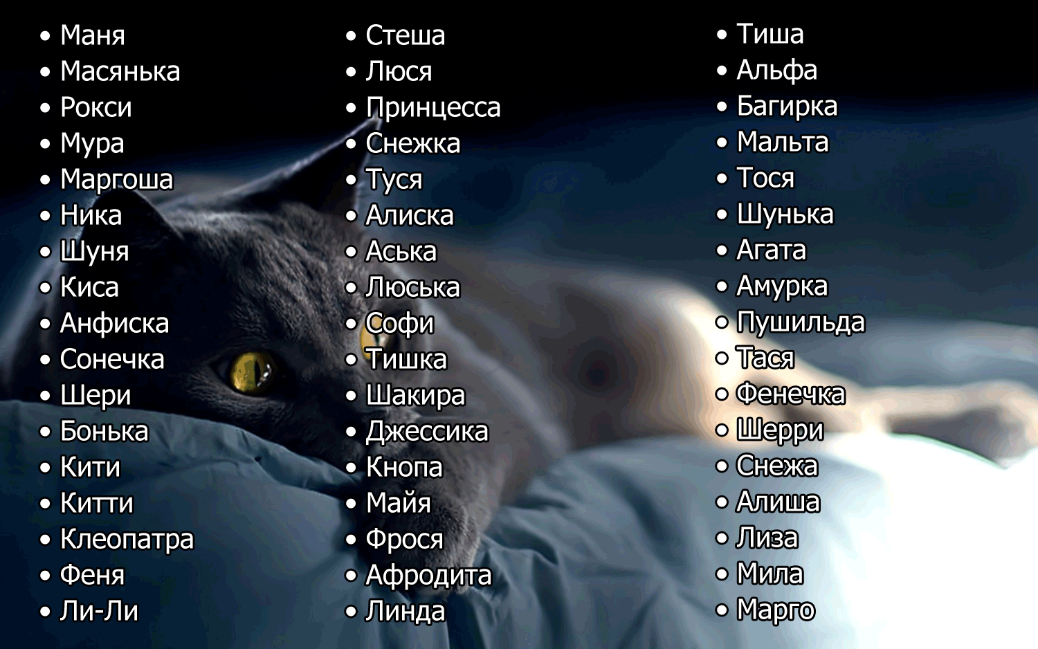 Смешные имена для кошек и котов | клички для девочек и мальчиков